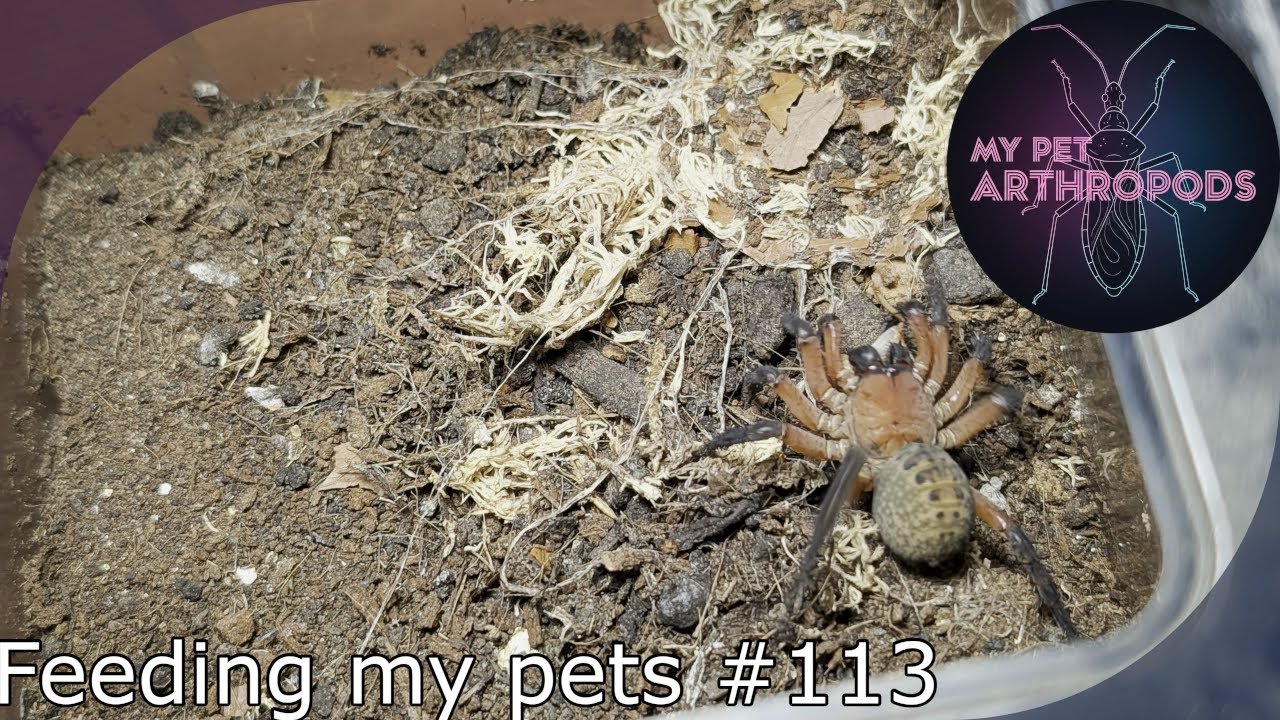 Tarantula, mantis and spider feeding video 