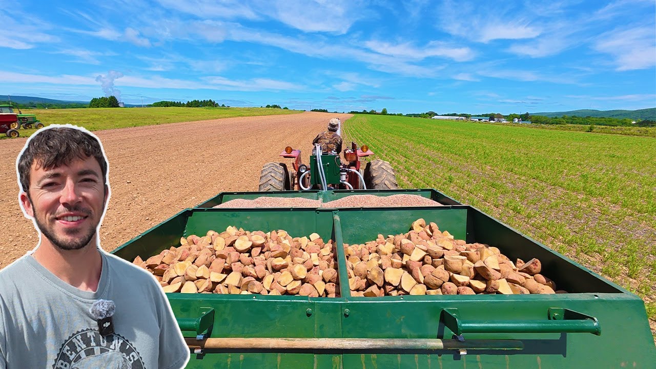 Planting Potatoes On A Small Vegetable Farm