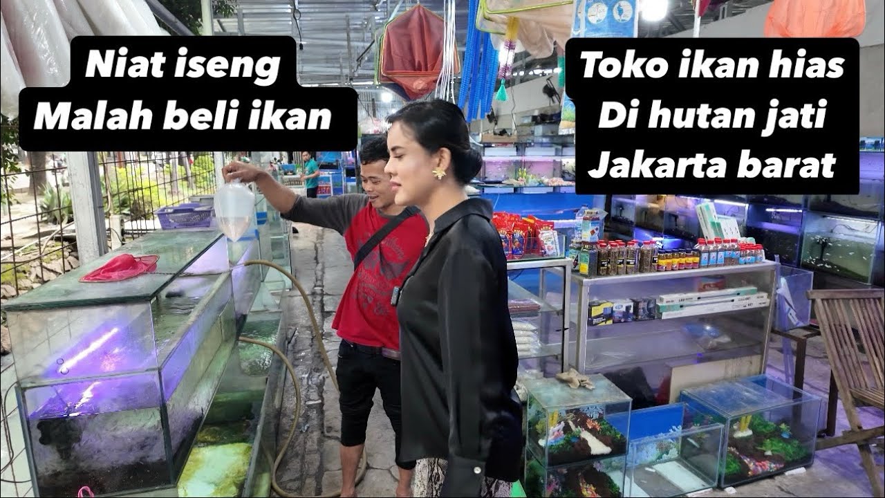 Toko ikan hias hutan jati Jakarta barat , ikan tarpon jumbo. Full video