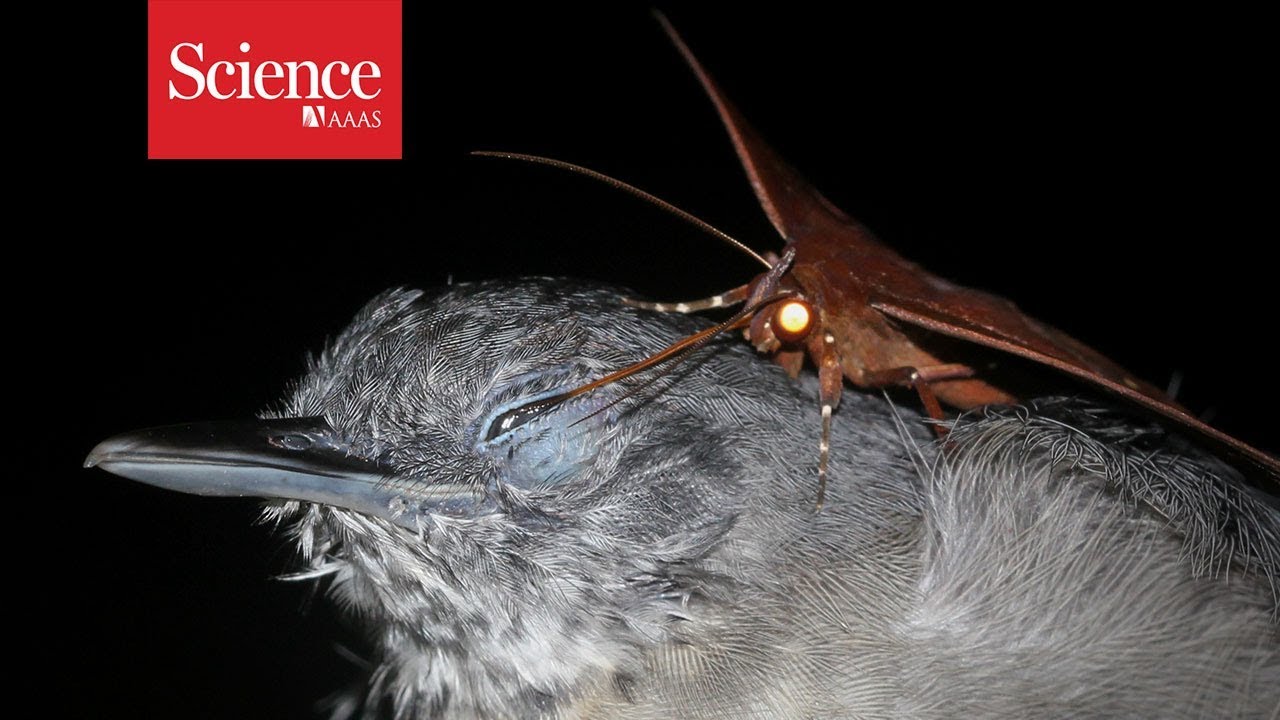 Snippet: Moth drinks tears from sleeping antbird's eyes