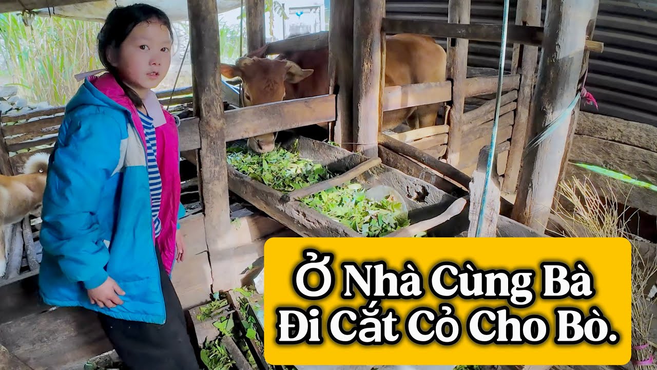 Em Mỷ Từ Chối Nơi Ở Mới Chỉ Vì Sợ Say Xe.
