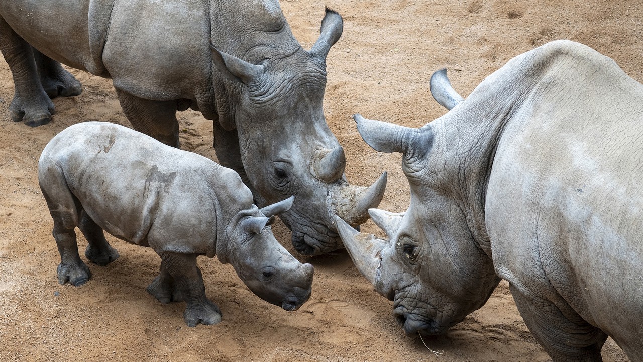 Primer encuentro de Kairu, la cría de rinoceronte, con su padre, en la sabana de BIOPARC Valencia 🦏