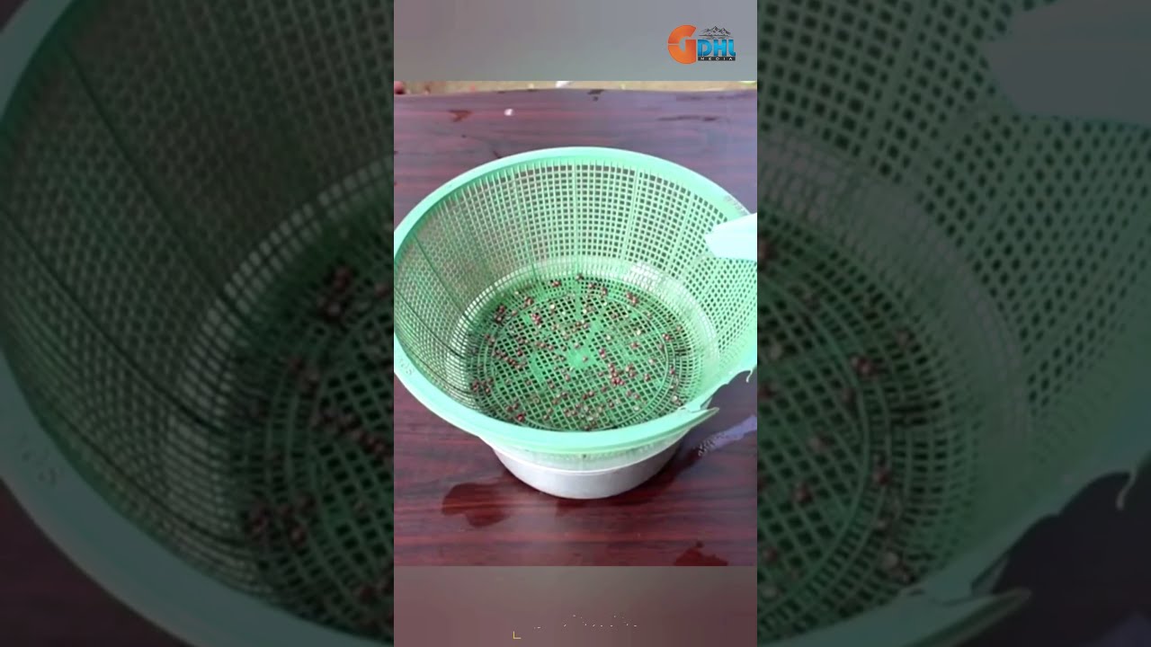 How to grow Coriander without soil | Dhaniya | Plants Farming Family #shorts #satisfying #trending