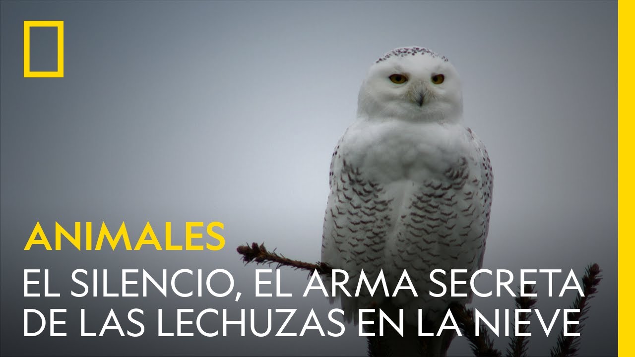 El silencio, el arma secreta de las lechuzas en la nieve | NATIONAL GEOGRAPHIC ESPAÑA