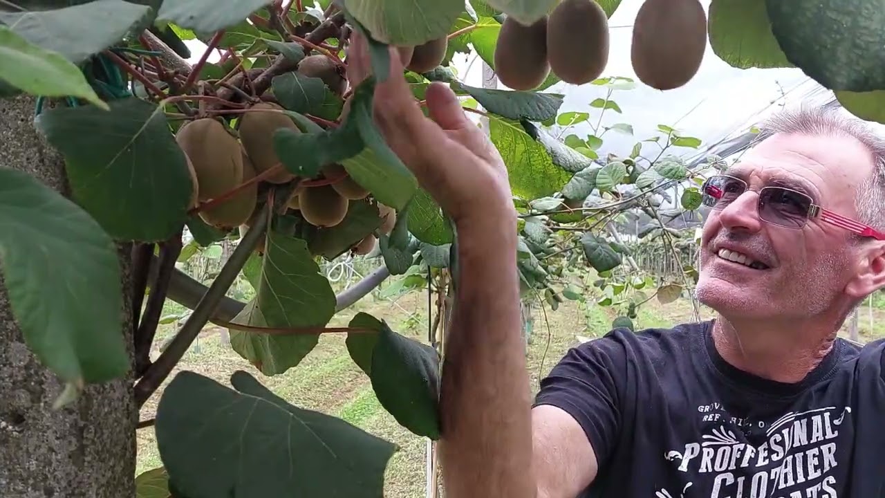 SOS-KIWI - Una (bella!) storia di resilienza e innovazione nella kiwicoltura friulana