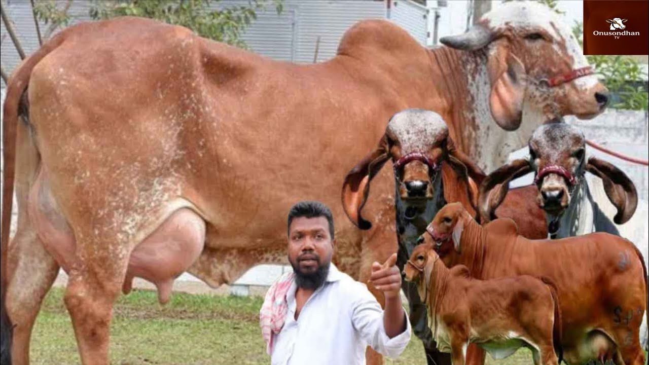 সেরা সেরা গরুর দাম জানুন। বড় বড় বাচ্চাসহ দুধের শাহিওয়াল গীর ওসকল জাতের বর্ডার ক্রস গাভী  কাকলি ডেইরী