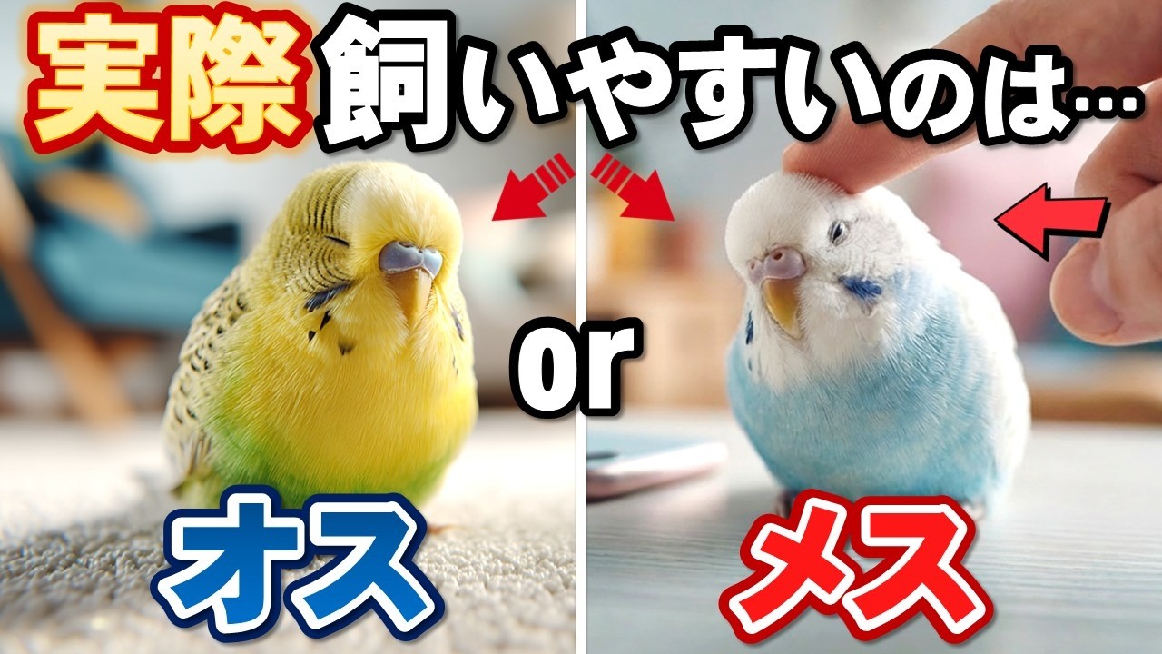 オスとメスで全然違う！インコの性格と愛情表現の違いを比較してみた結果…【永久保存版】