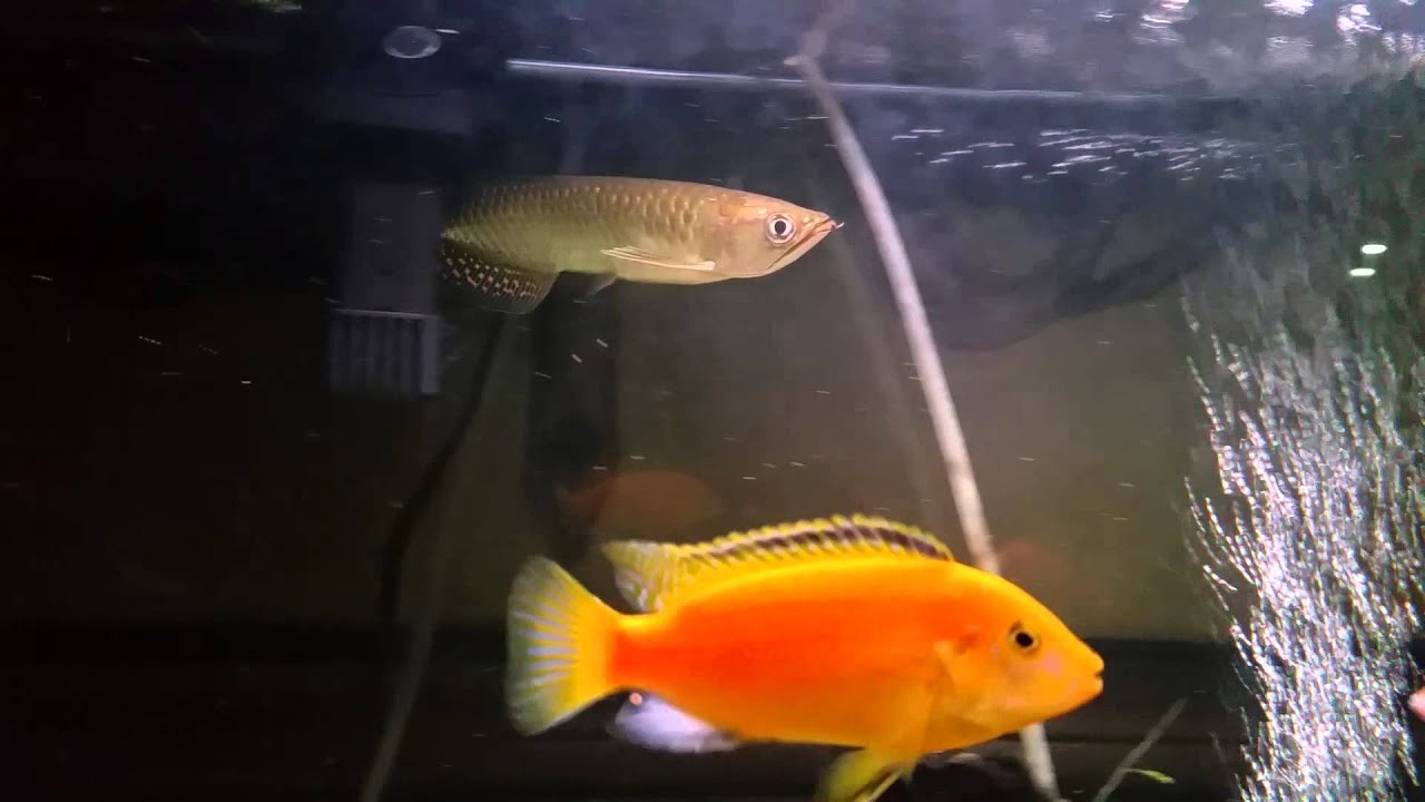 Australian Arowana