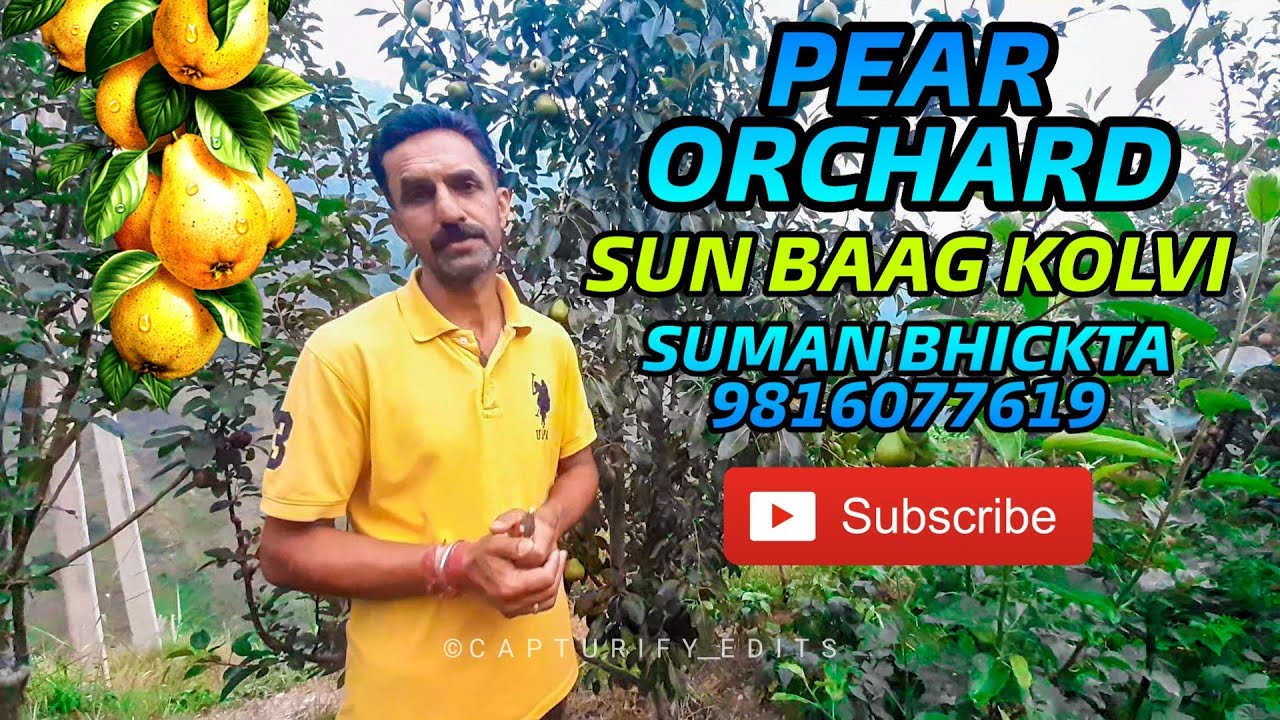 Pear🍐 orchard / SUN BAAG KOLVI /Suman Bhickta 9816077619/DOP & EDITOR - Shubham Bhickta
