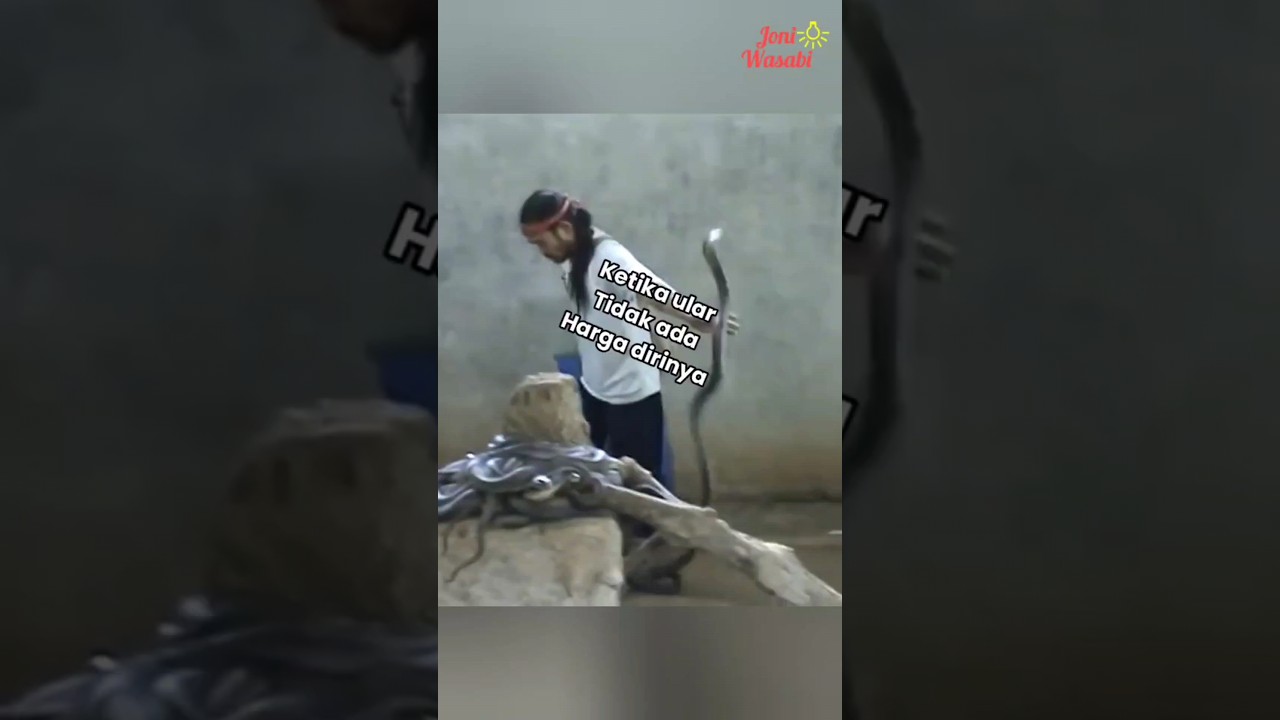 Ketika Cobra gak ada harga dirinya