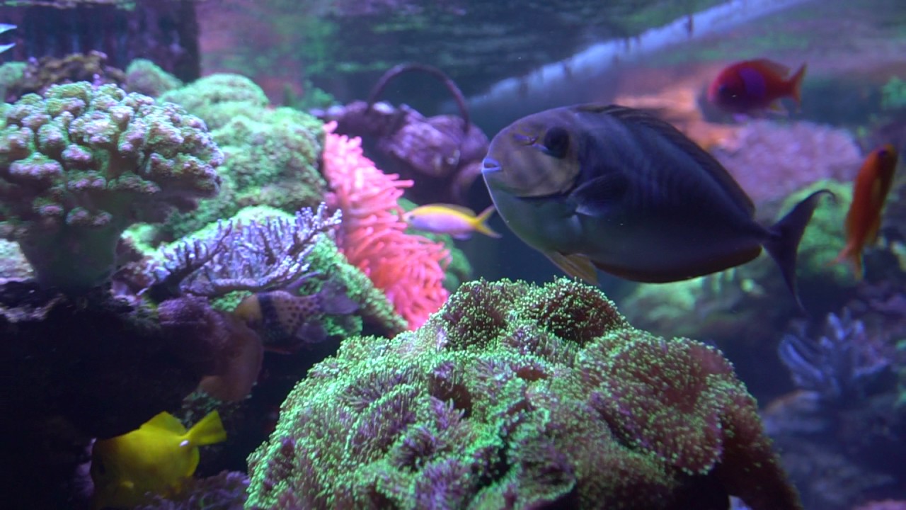 My 500 Gallon Reef Tank (700 gallon system) Video Update 3/5/17