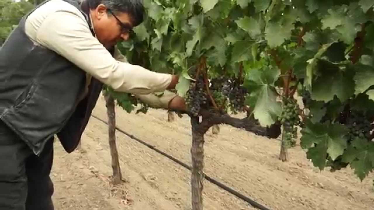 Crop Thinning