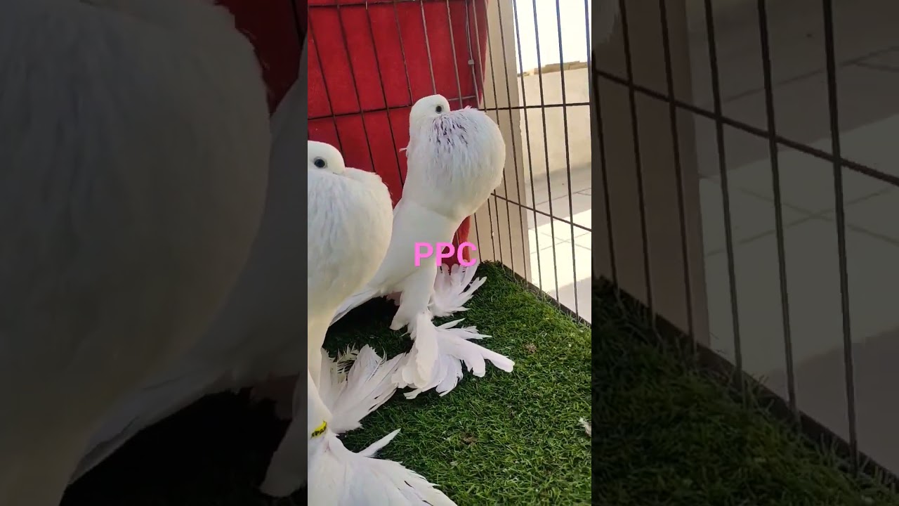 Pomeranianpouter pigeon #pigeonbreed #pouter #homingpigeons #pouterpigeon #whitepigeon #fancypigeon