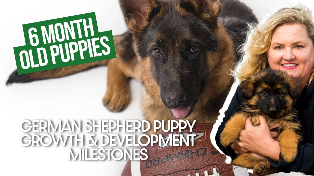 6 Month Old German Shepherd Puppies - Growth & Development Milestones