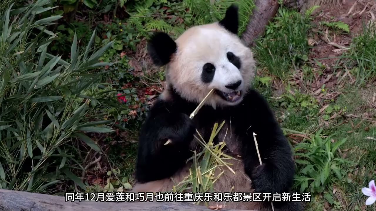 今天带大家认识一位小帅哥麒麟他可是津柯和汉媛的炫技之作如果你看到这只笑眯眯的小可爱相信你一定会被这只帅气又讨喜的小熊深深圈粉#大熊猫麒麟  #大熊猫津柯  #大熊猫汉媛