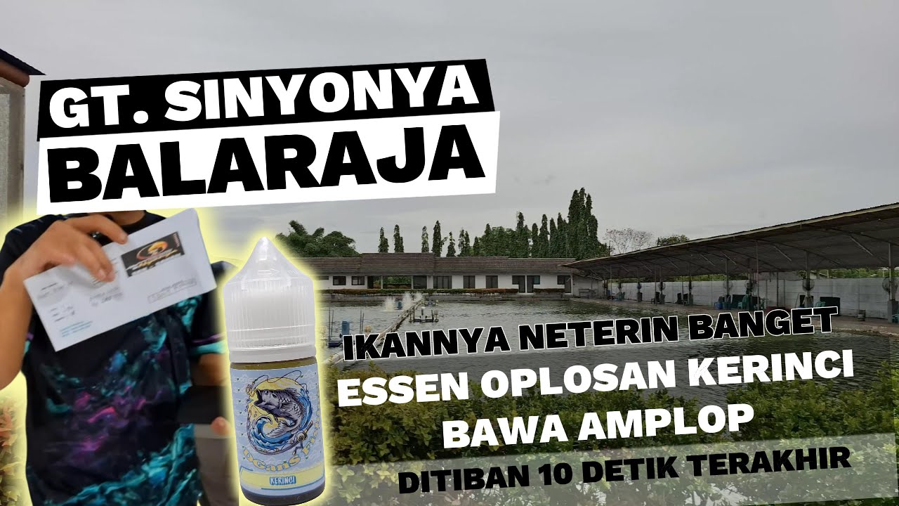 PEMANCINGAN GALATAMA IKAN MAS SINYONYA BALARAJA