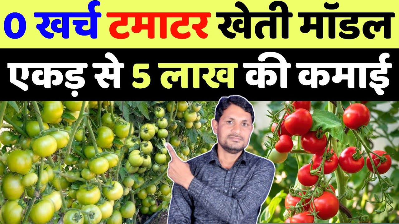 टमाटर की खेती कब और कैसे करें | tamatar ki kheti kaise karen | tamatar ki kheti kab kare