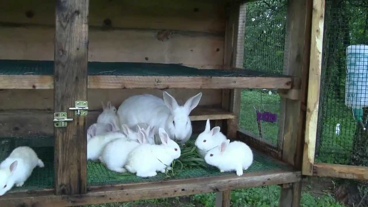 New Zealand bunnies born yesterday and meat rabbit updates