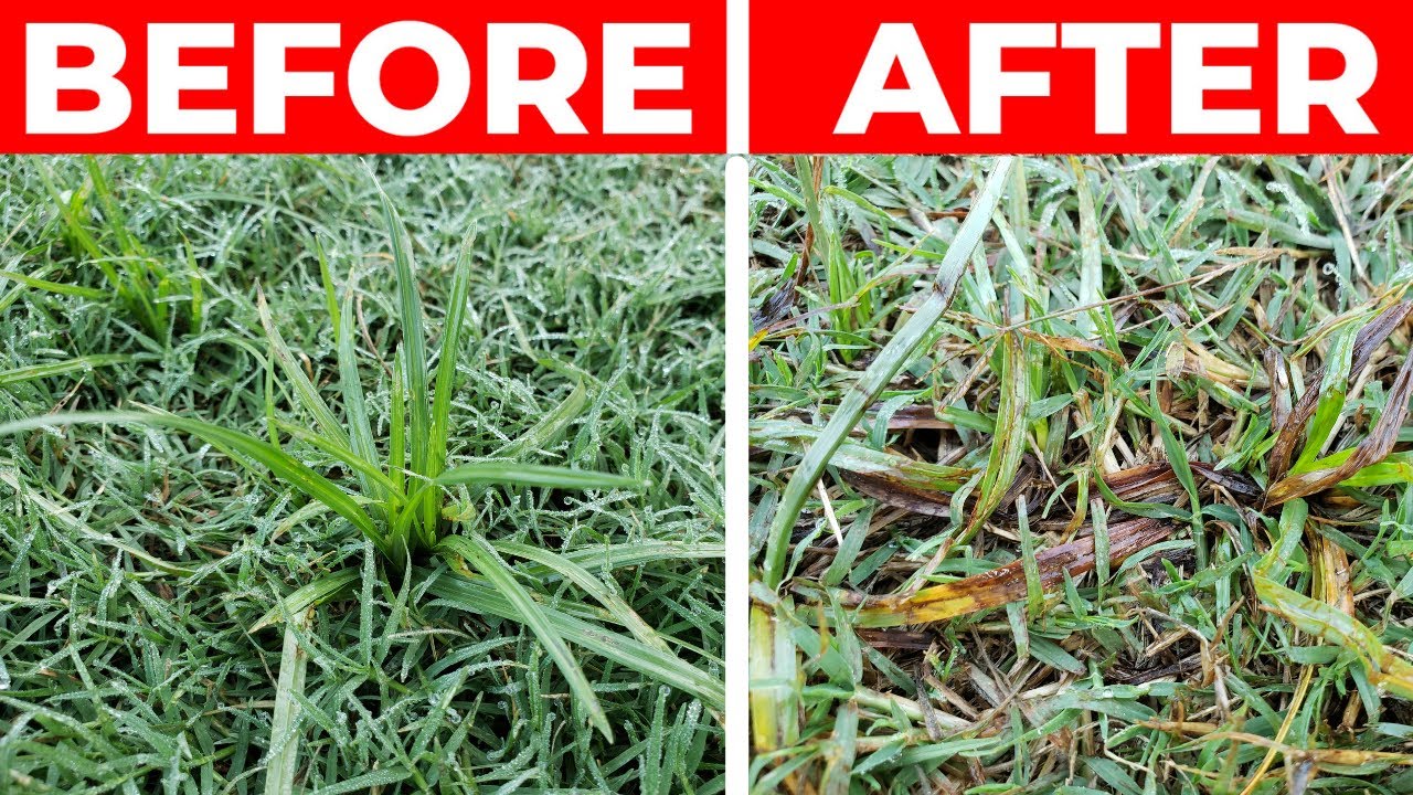 Nutsedge and Kyllinga Control - Testing 2 Combos with Results