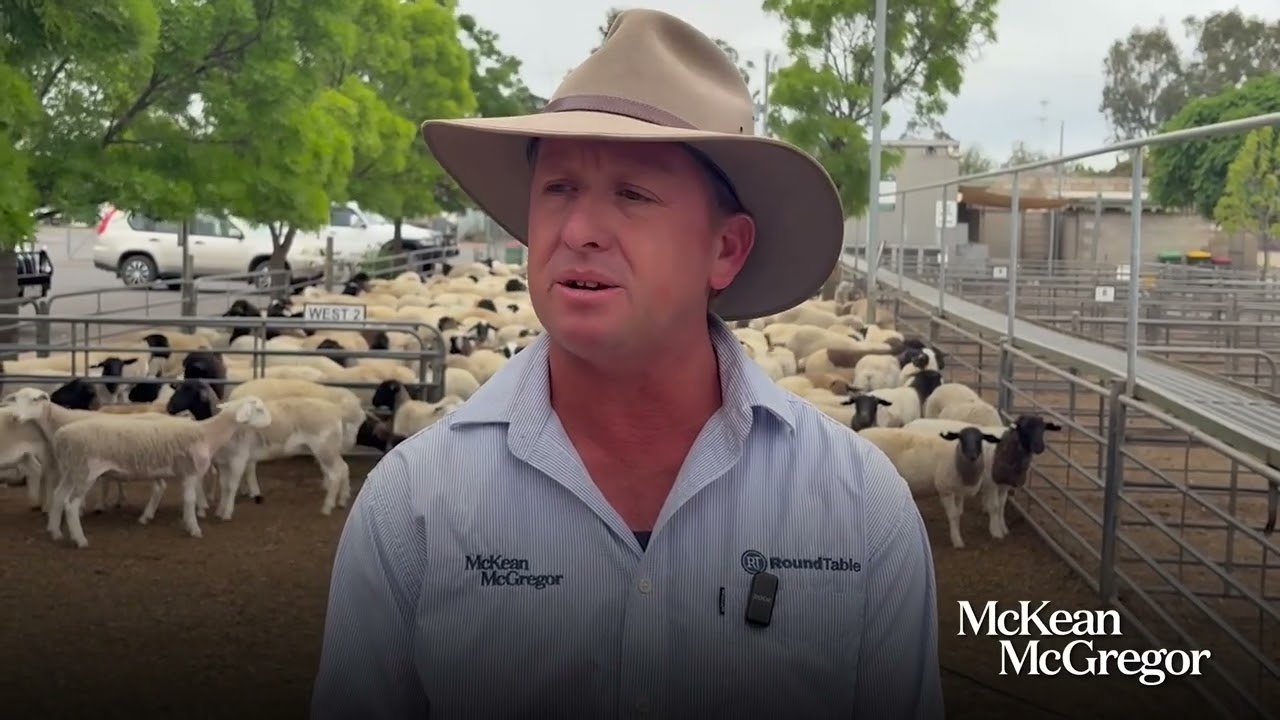MM Mildura - Sheep & Lamb Market Report - November 6 2025