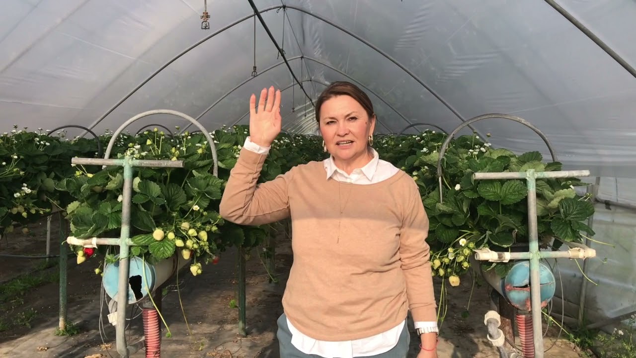 Выбор Итальянцев-сорт PORTOLA