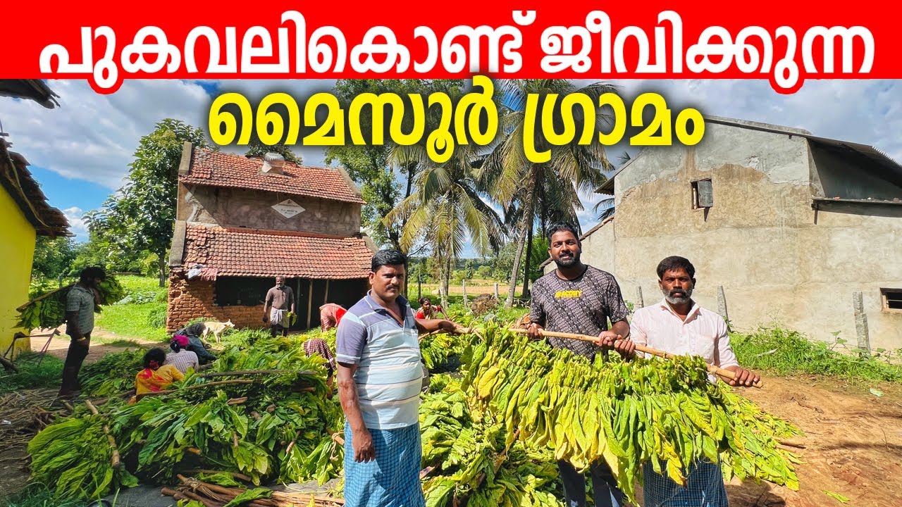 EP#11 - മൈസൂരിൽ പുകവലികൊണ്ട് ജീവിക്കുന്ന ​ഗ്രാമമോ? - Exploring Agricultural Village in Mysore