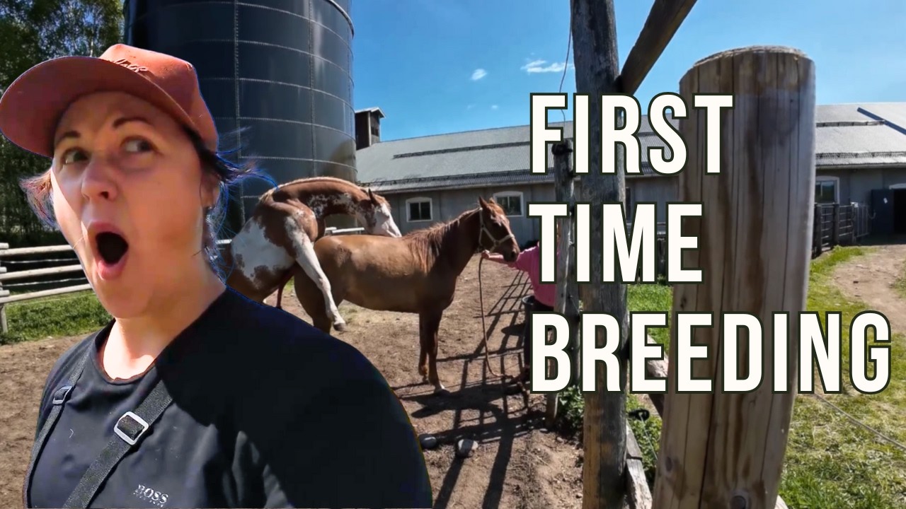 A Day in the Life at Swedens Most Beautiful Horse Ranch