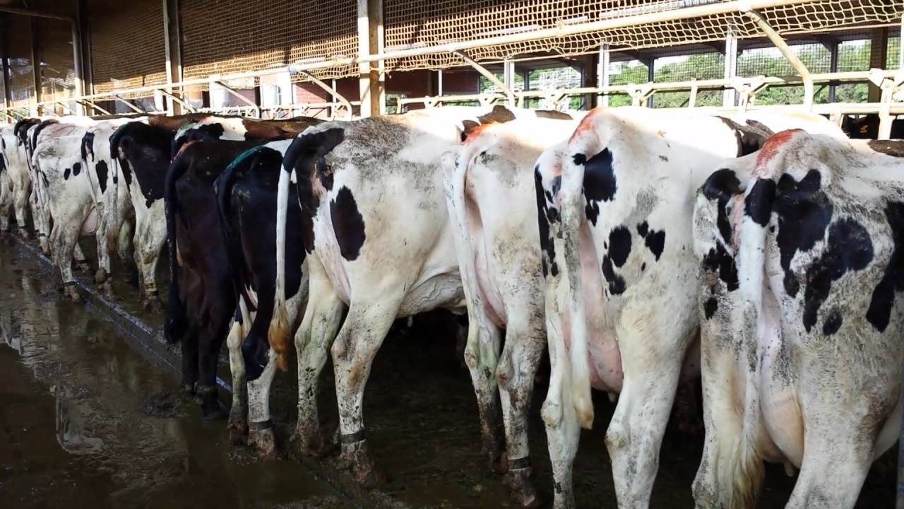 COME FARE la Colorazione della coda delle bovine per migliorare il rilievo calori