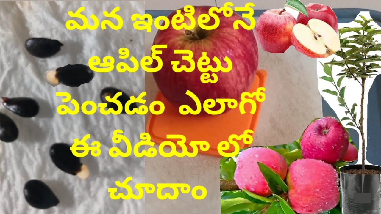 మన ఇంటిలోనే ఆపిల్ విత్తనాల  తో ఆపిల్ చెట్టు పెంచడం Apple tree Growing plant 🌱