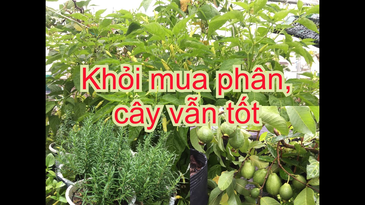04 tháng không mua phân, Cây Vẫn Tốt, vì sao? 04 loại phân tự tạo | THÍCH TRỒNG CÂY TV
