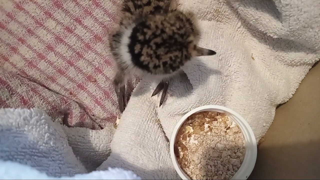 Little Plover.