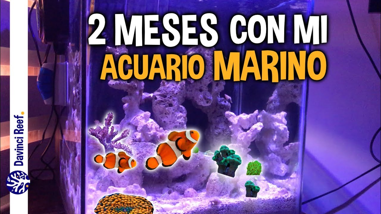 Nuevos Peces y Corales - 2 Meses con Mi primer Acuario Marino - Nano Reef de 50 Litros.