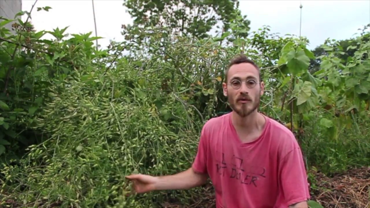 10 plantes pour le paillage en permaculture 06/10 : Le Radis