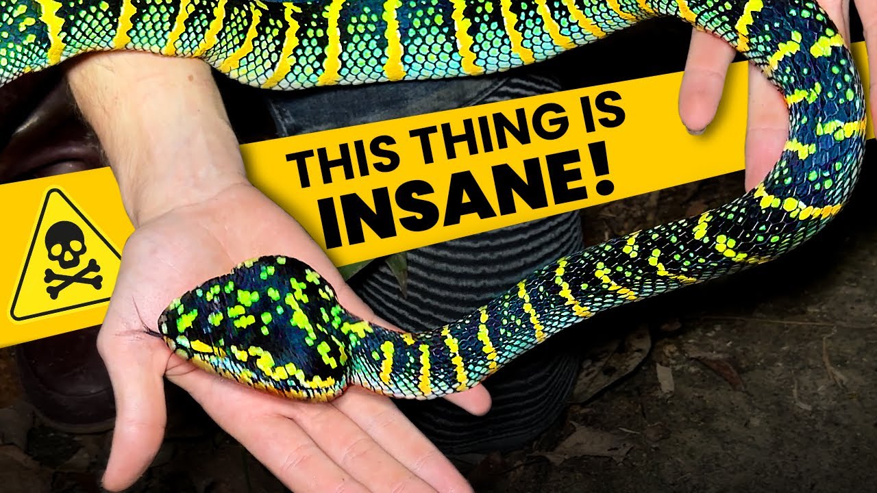 The BIGGEST TEMPLE VIPER I've ever seen!!!