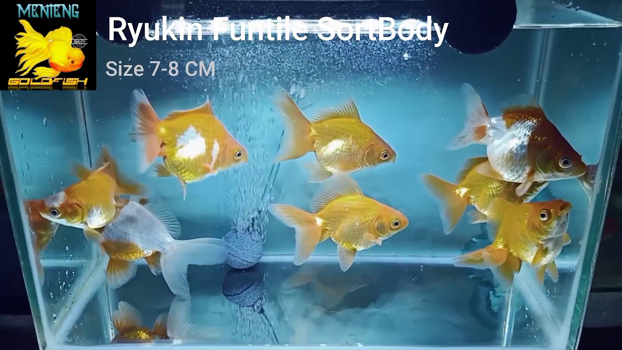Ikan Mas Koki Ryukin Funtile Sort Body Size 7-8 CM