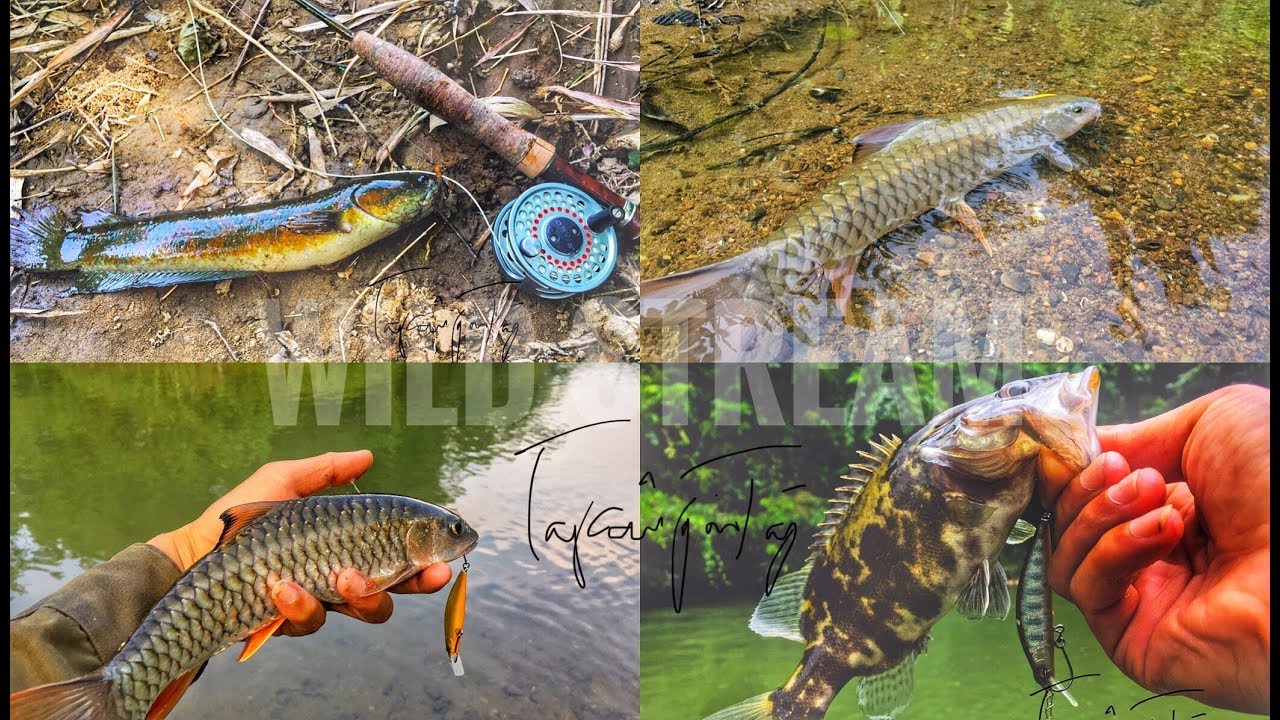 HÀM CÁ CHÀY ĐẤT • CÂU CÁ THẾ NÀY MỚI SƯỚNG