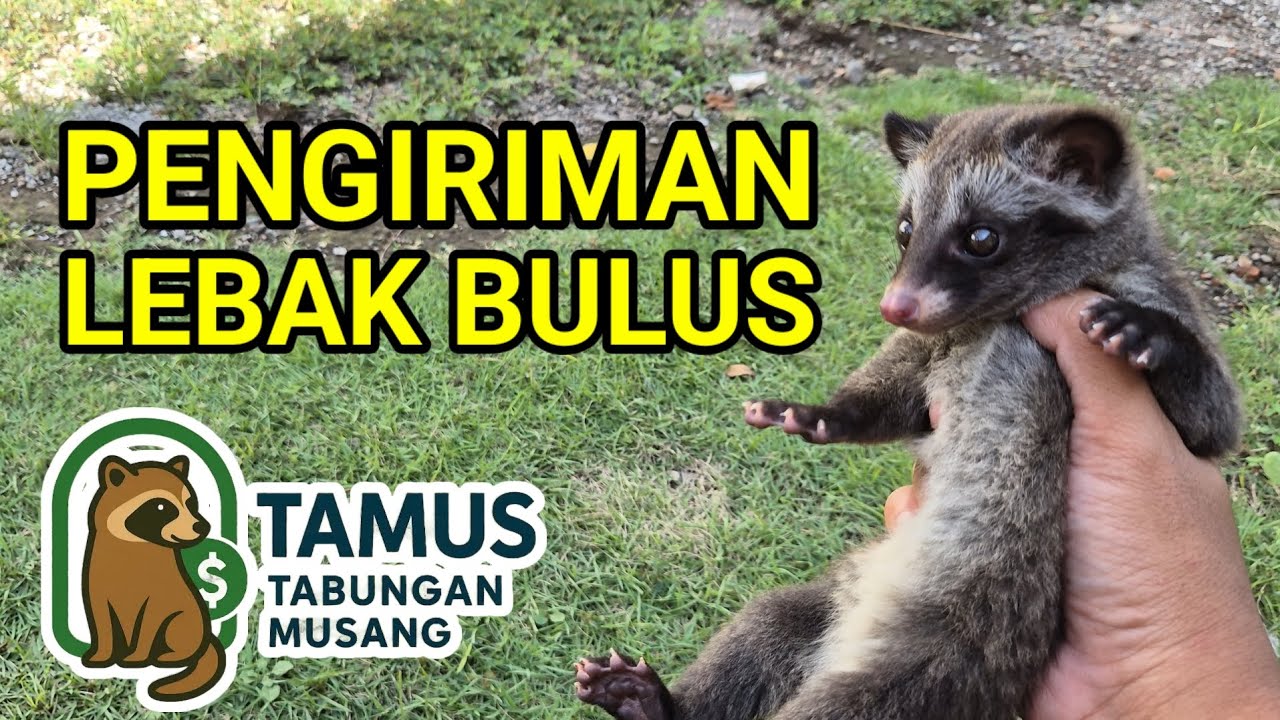 TAMUS#01 Cuma 3 Kali Setor, Adopter ini Dapet Musang Pandan Normal... 