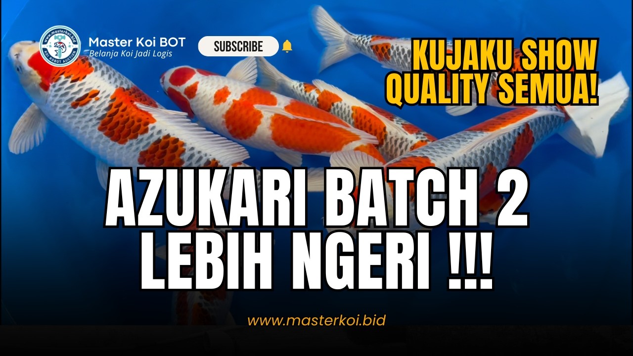 KUJAKU SUPER JUMBO DAN KANDIDAT JUARA AKAN DI LELANG DI AZUKARI KOITHORU BLITAR !! CATAT TANGGALNYA