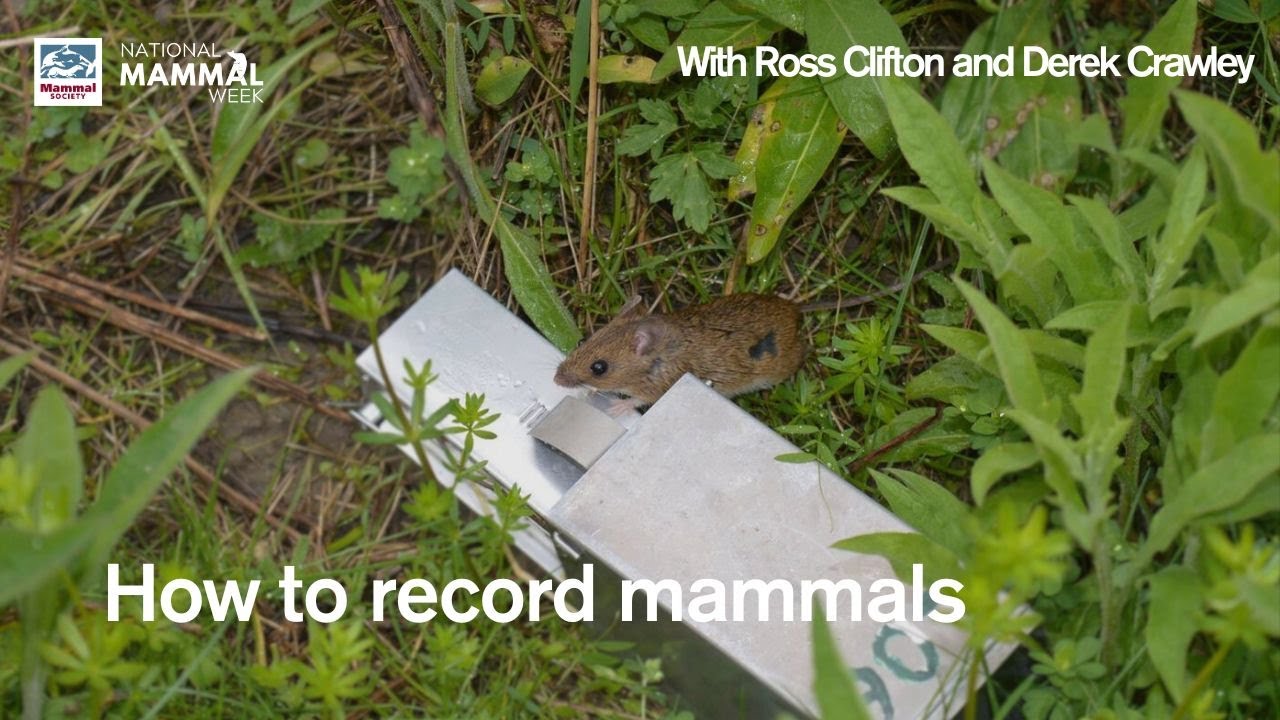 How to record mammals