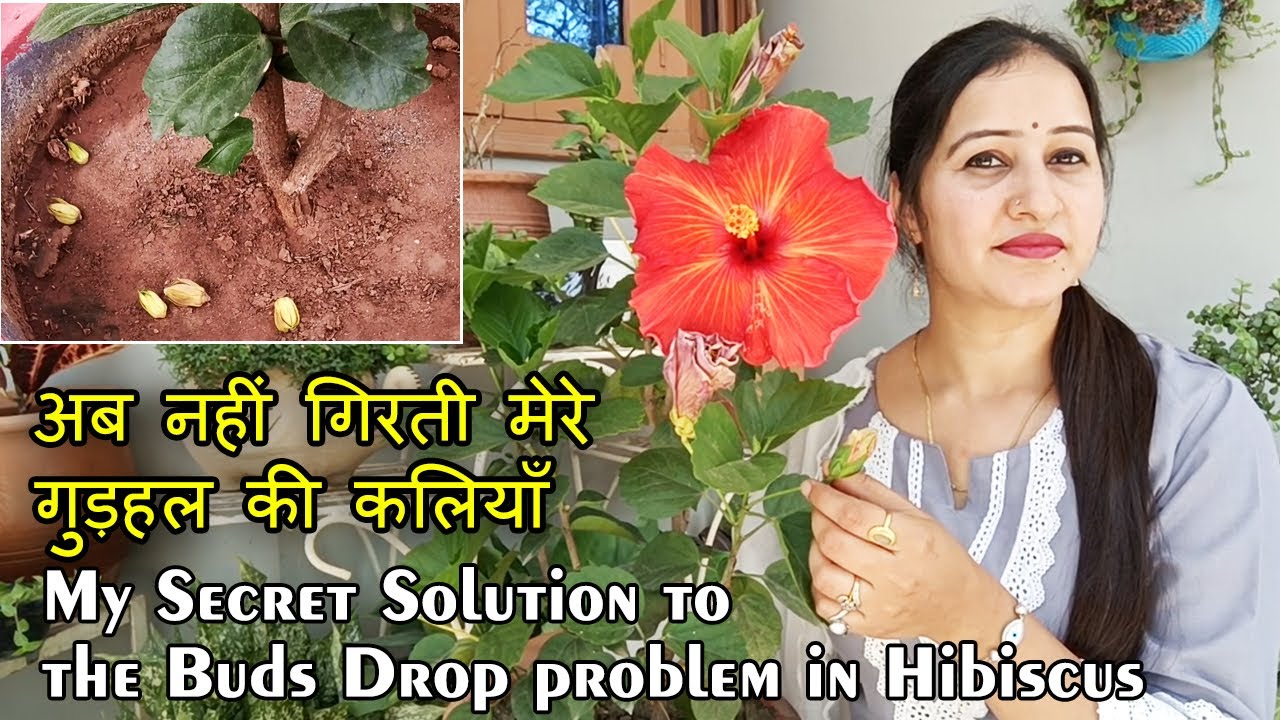 अब नहीं गिरती मेरे गुड़हल की कलियाँ | My Secret Solution to the Buds Drop Problem in Hibiscus