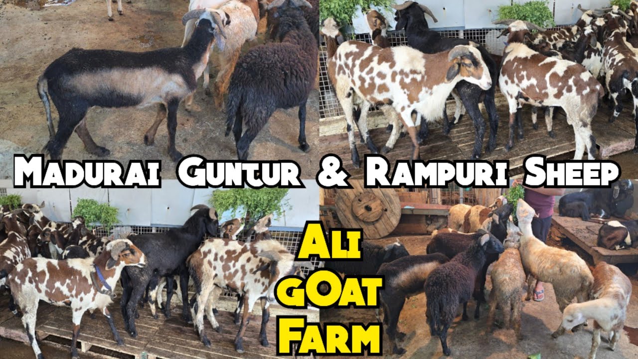 Ali Goat Farm Hyderabad par madurai mende available hai | Guntur & rampuri baby sheep's in Hyderabad