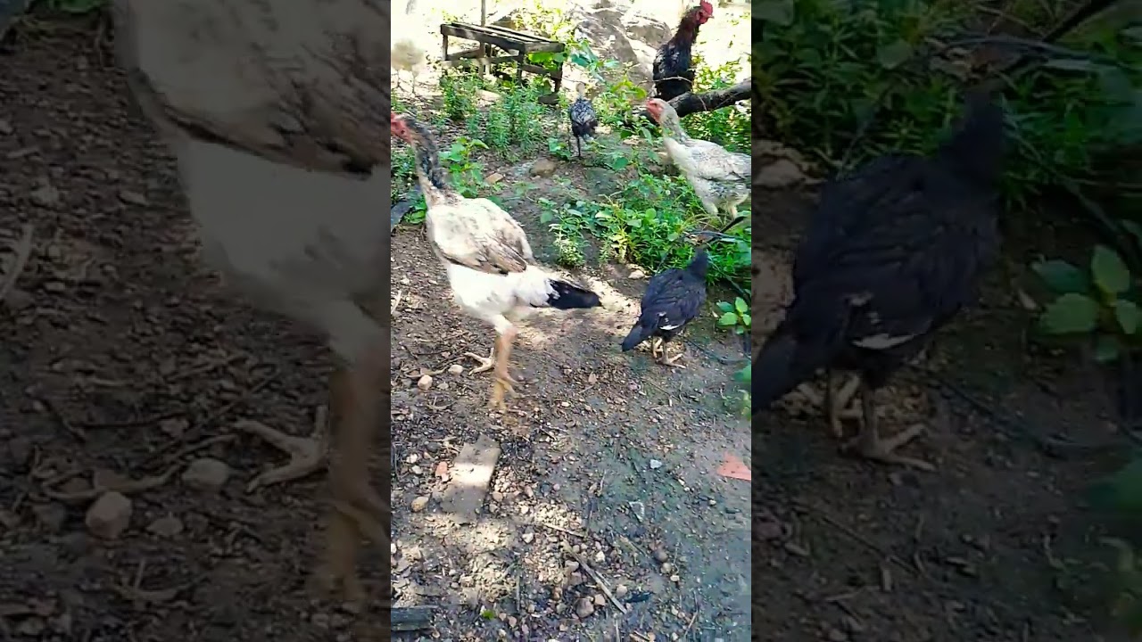 cria&ccedil;&atilde;o de galinha#criacaodegalinha 🐓🐤