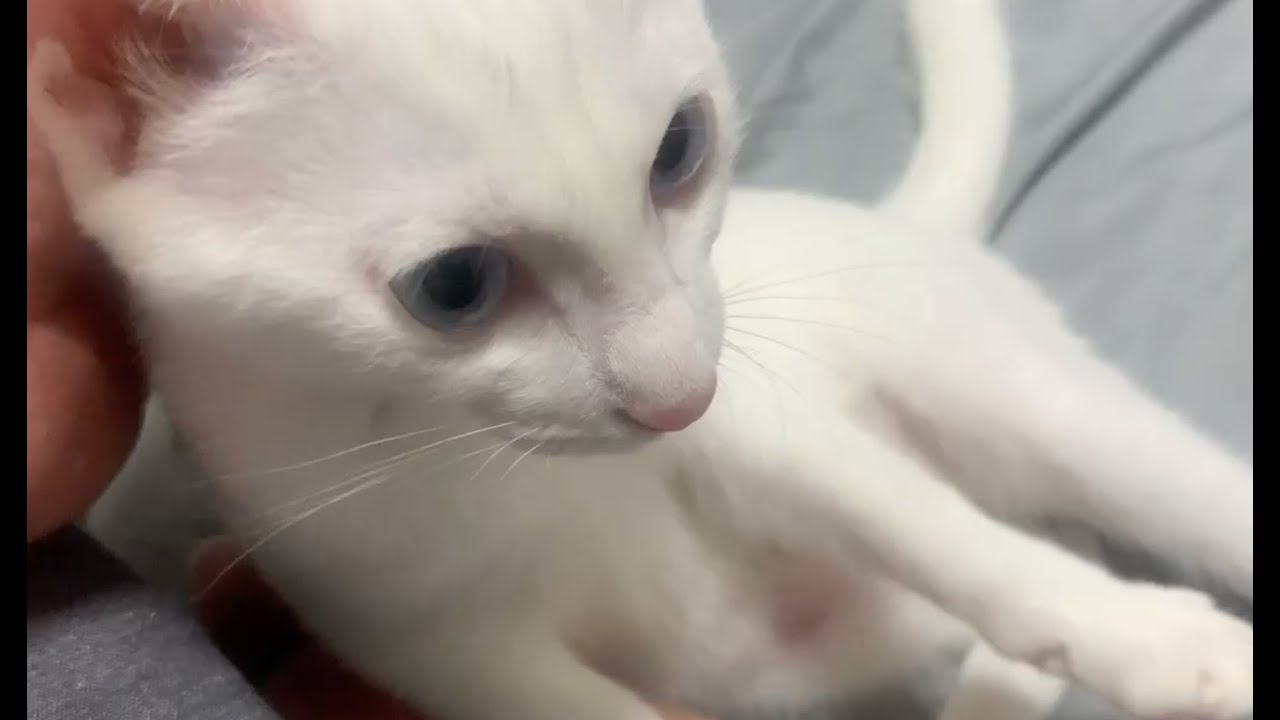 眠る前の我が家の日課！甘える白猫のこさめと遊ばれるなっちゃん