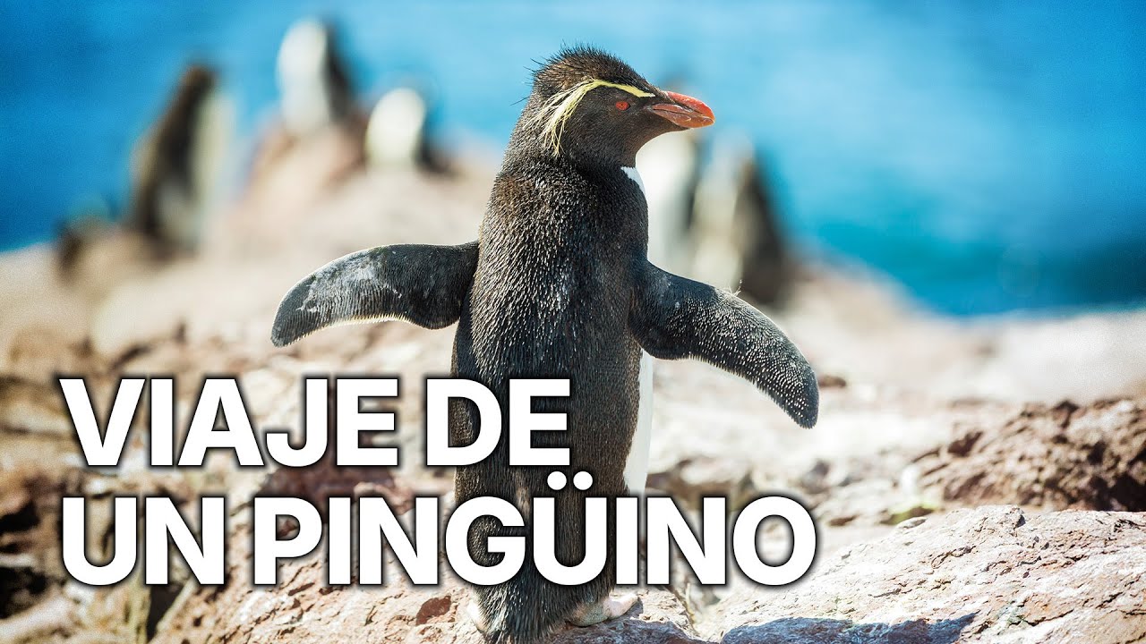 La vida salvaje de los ping&uuml;inos | Viaje de un ping&uuml;ino