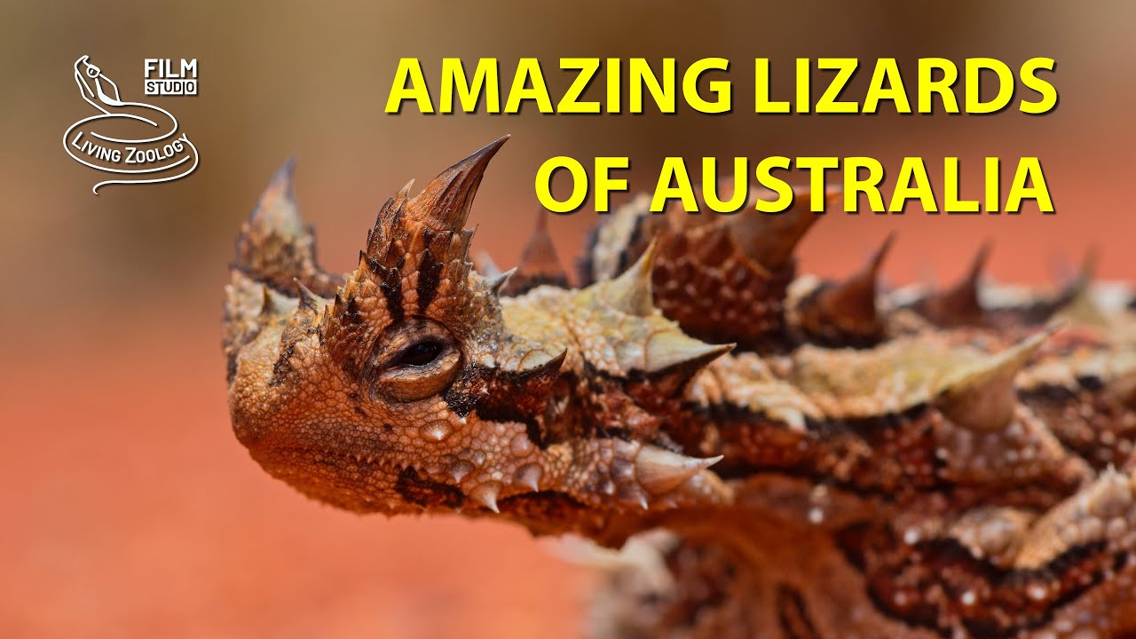 Australia has amazing lizards! - the best wild reptile footage (4K)