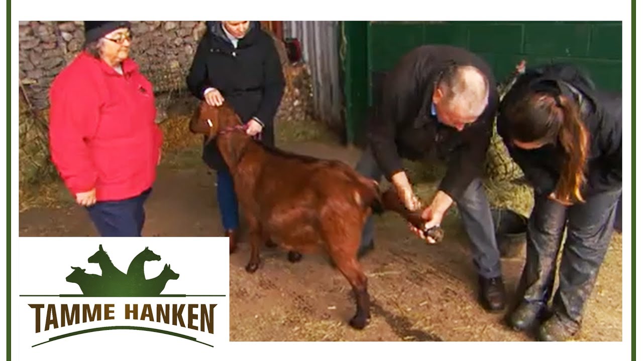 Ziege hatte schweren Unfall: Seit dem ist sie steif! | Tamme Hanken | Kabel Eins