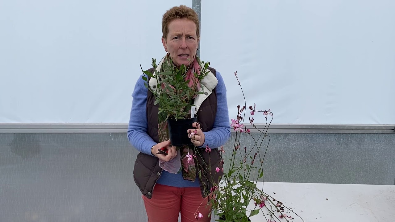 Preparing Gaura for Winter/Spring
