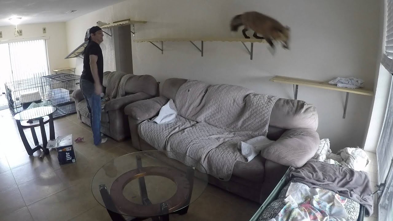 Fox running around the house