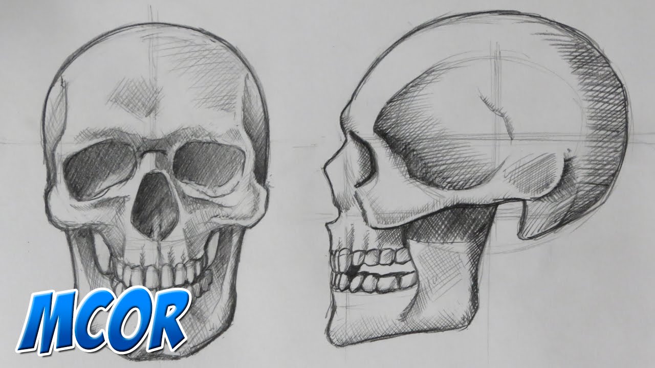 Como Dibujar el Craneo de Frente y Perfil | Anatomia