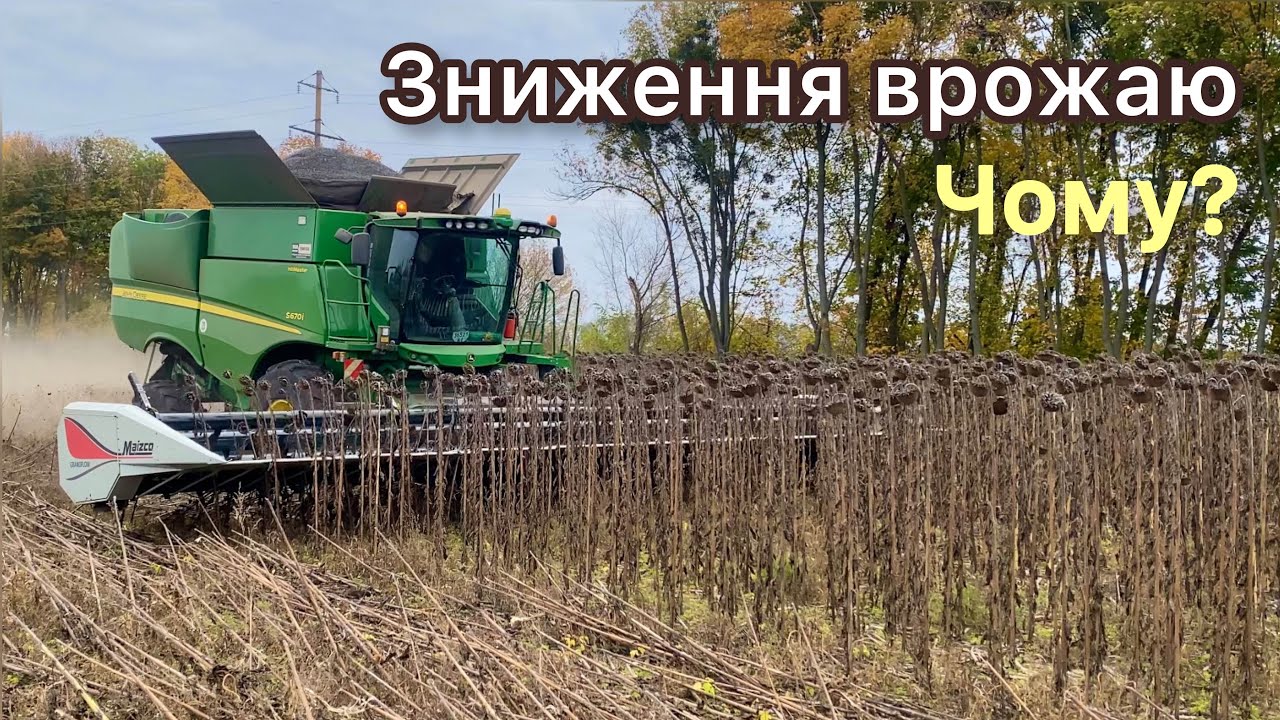 Соняшник після кукурудзи: чому падає врожай і як це виправити